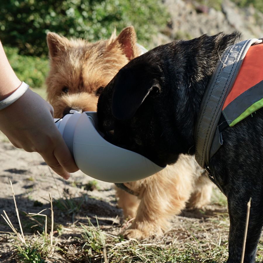 Water Bottle
