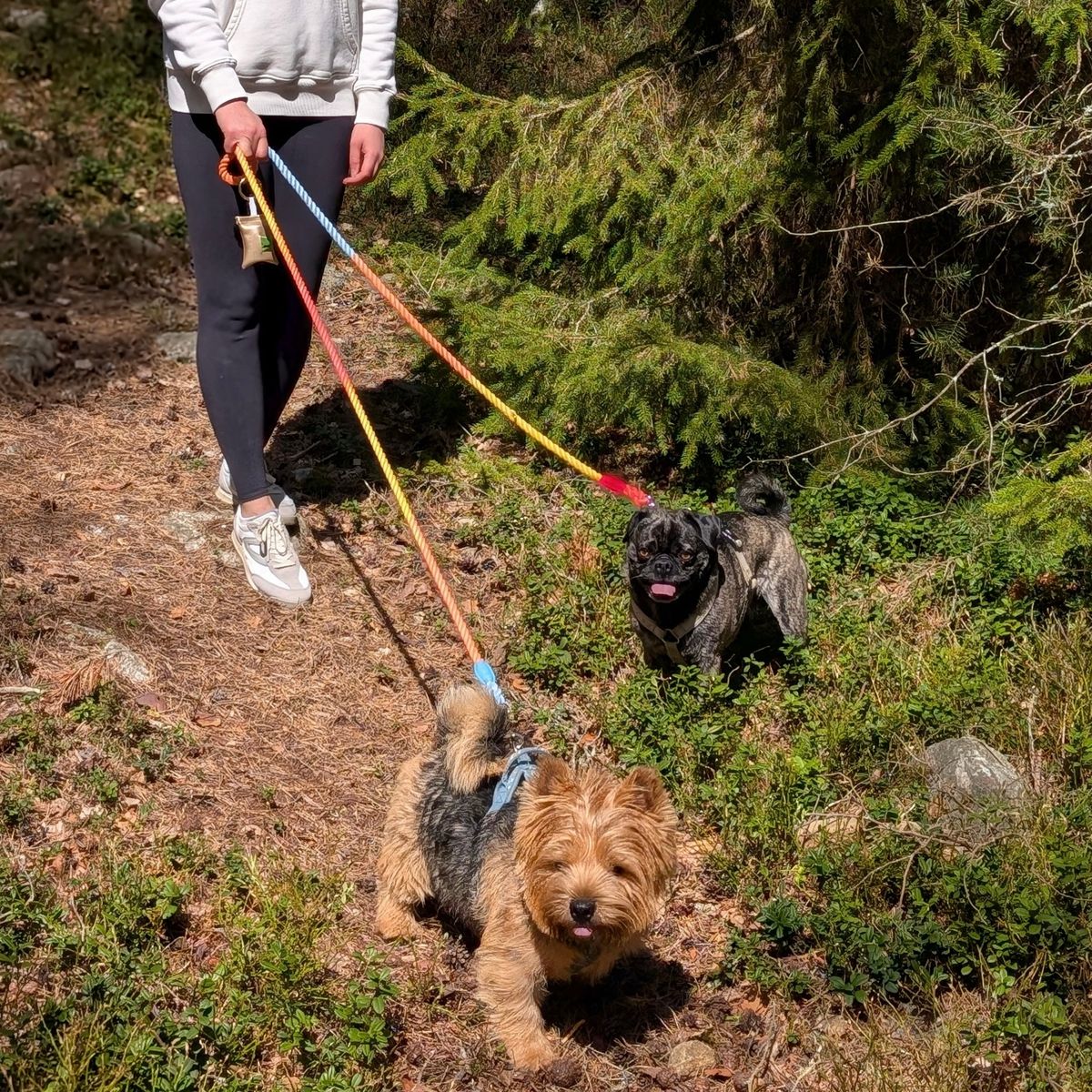 Heavy-duty braided rope dog lead with adjustable metal rings and two heavy-duty clips, shown walking 2 dogs with 1 leash.