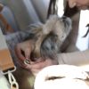 3-in-1 Pet Carrier - Image 8