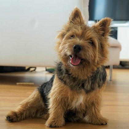 ludde